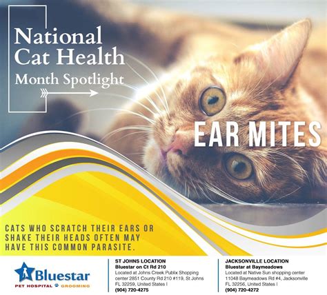 If you notice your #cat seems to have irritated ears, give us a call at 904) 720-4272 ...