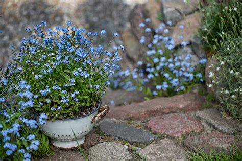 Forget-Me-Nots: Tips and Symbolism of These Pretty Blue Flowers ...