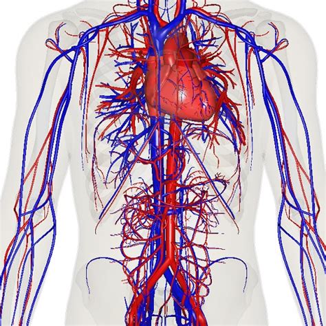 Organ - Definition, Types and Examples | Biology Dictionary