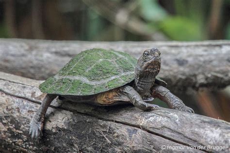 Asian Leaf Turtle - Cyclemys dentata - Observation.org