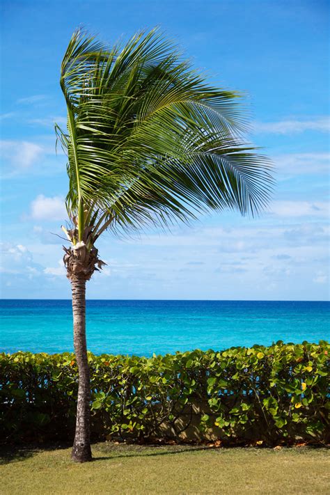 Public Domain Picture | Palm tree on coast | ID: 13993223413251 ...