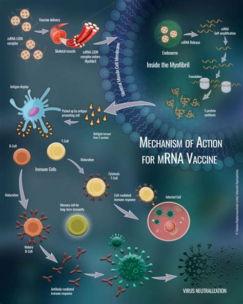 mRNA Vaccines – Gennova Biopharmaceuticals Limited