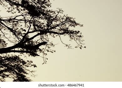 Tree Shadow Sunset Stock Photo (Edit Now) 486467941