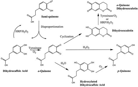 Caffeic Acid, Chlorogenic Acid, and Dihydrocaffeic Acid Metabolism: Glutathione Conjugate ...