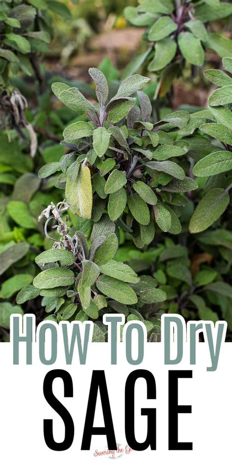 How To Dry Sage Leaves (4 Different Options) - Savoring The Good®