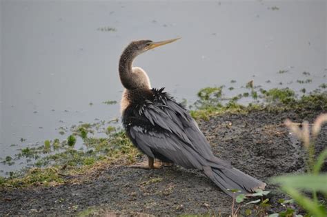 Female Anhinga | Birds, Animals, Prey