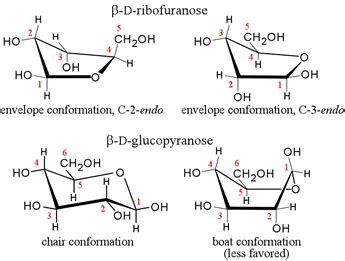 Carbohydrate Conformation; Carbohydrate Linkage