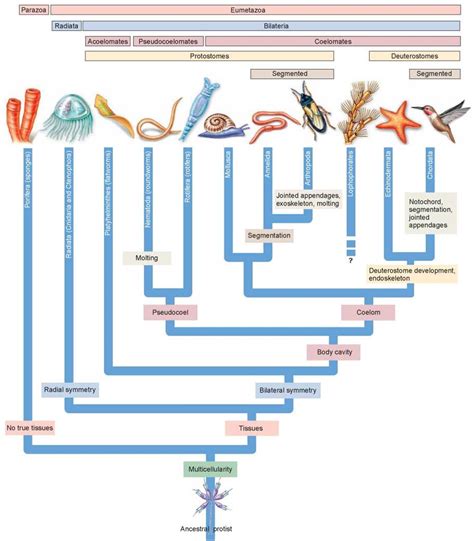 Six Key Transitions in Body Plan - Evolution of the Animal Phyla ...