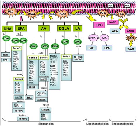 Biosynthesis of Lipids Derivatives. The figure shows the biosynthesis ...