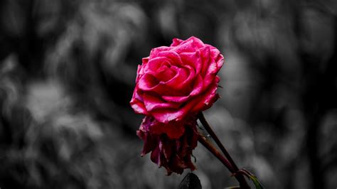 25 Dead Rose Wallpapers - Wallpaperboat