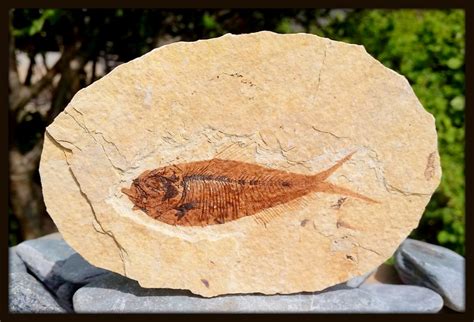 Knightia alta Fish, Eocene, USA – My Lost Gems