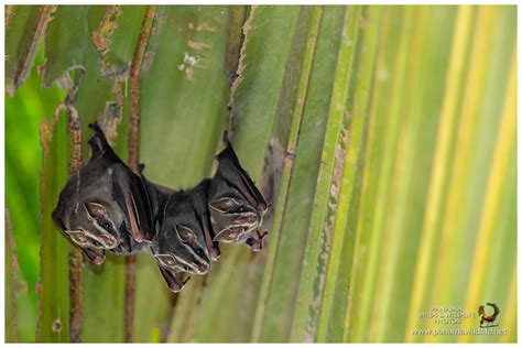 Featured Species: Tent-making Bat (Uroderma bilobatum)