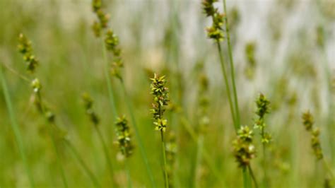 19 Sedge Varieties for Your Garden