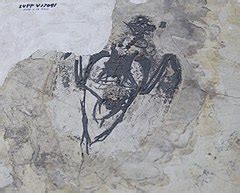 Category:Archaeorhynchus fossils - Wikimedia Commons