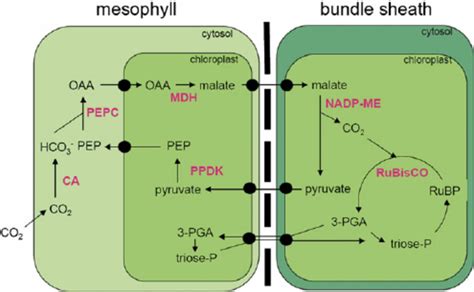 Summary of NADP-ME subtype biochemistry and the first stage of C 4... | Download Scientific Diagram