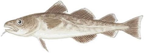 Fish Identification: Pacific Cod (Gadus macrocephalus)