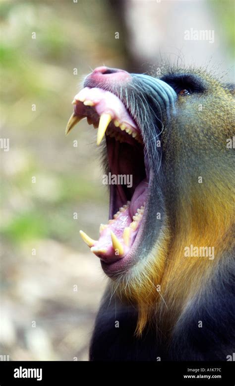 Mandrill showing its teeth Stock Photo: 1898363 - Alamy