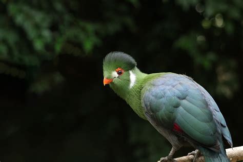 White-Cheeked Turaco Bird Animal - Free photo on Pixabay