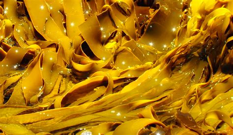 The benefits and side effects of kelp (ascophyllum nodosum) | by Body Nutrition | Medium