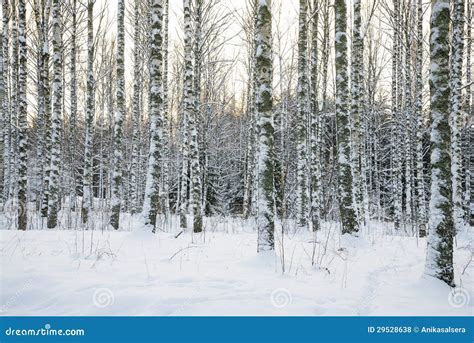 Birch Tree Forest In Winter Royalty Free Stock Photos - Image: 29528638