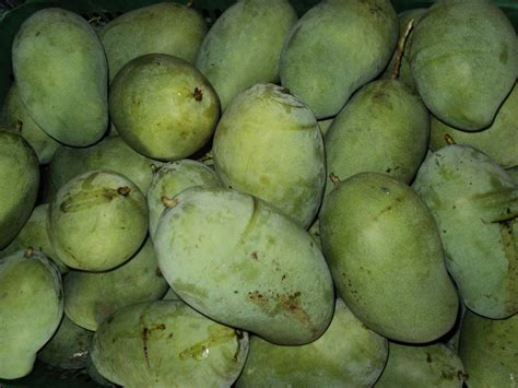 Beberapa contoh mangga gadung dan manalagi. by : MANGGA MUIN | mangga_muin