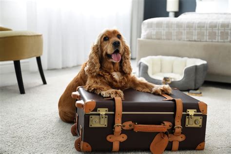 7 Pet-Friendly Hotels in San Francisco - Great Pet Living