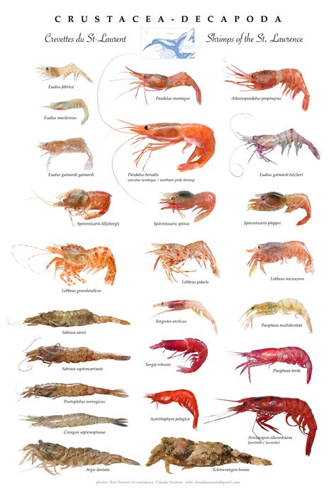 St. Lawrence shrimps poster (Crustacea-Decapoda) | Marine animals ...