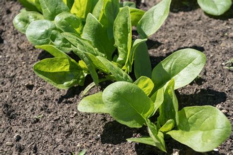 Growing spinach: our best tips - Plantura