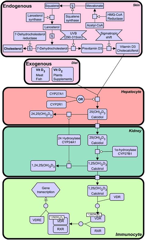 | the vitamin d synthesis pathway. Vitamin D3 can be acquired both ...