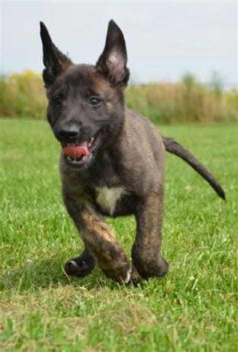 Ghim của MVB trên Dutch Shepherds & Malinois