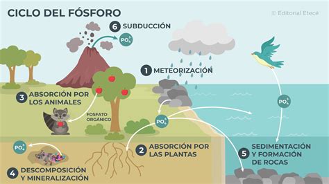 Ciclo del Fósforo - Concepto, etapas, importancia y alteraciones | Anne ...