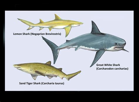 Lemon Shark and Sand Tiger Shark Teeth; Identification and Interesting ...