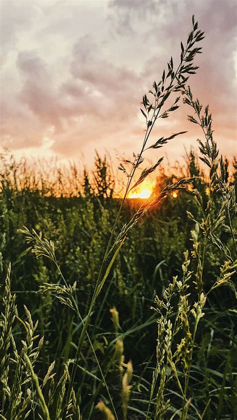 HD wallpaper: night, landscape, iphone wallpaper, field, sky, purple ...