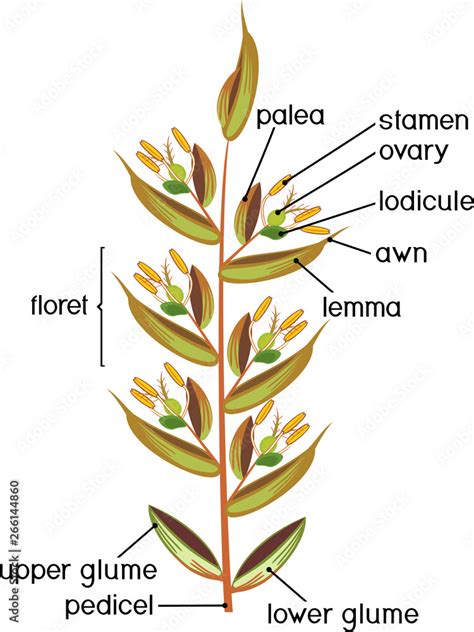 Structure of grass spikelet. Diagram of portion of grass inflorescence ...