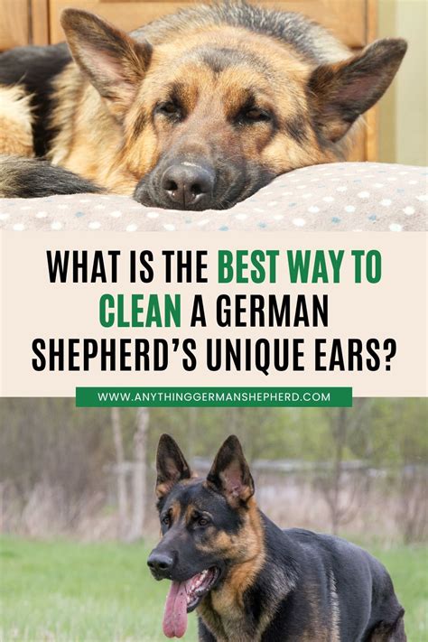 Do you need to know how to clean German Shepherd ears? How can you make cleaning your dog’s ears ...