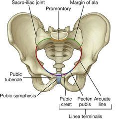 cardinal ligament - Google Search | anatomy | Reproductive system, Surgical tech и Anatomy