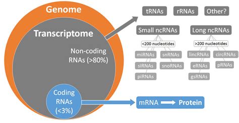 Coding and non-coding RNAs in the human genome. tRNAs, transfert RNAs ...