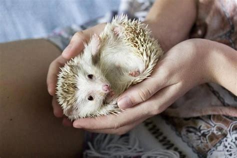 15 Unusual Small Pets for Kids to Own