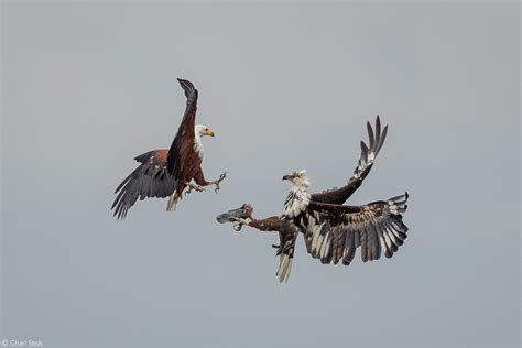 African Crowned Eagle Hunting