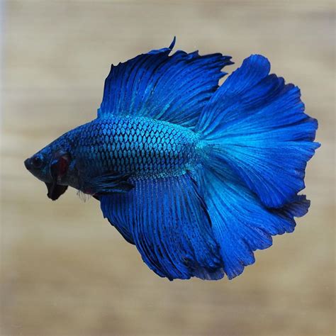 The Gorgeous Live Male Royal Blue Double Halfmoon Tail Betta Fish ...