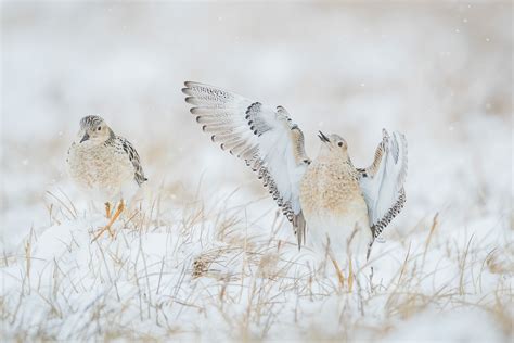 Barrow, Alaska — Bryan Holliday Photography