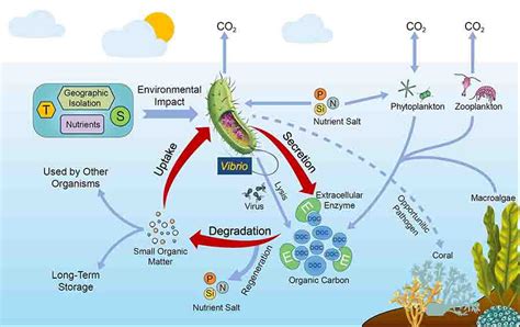 Scientists propose that vibrios have significant roles in marine organic carbon cycle | Geology Page