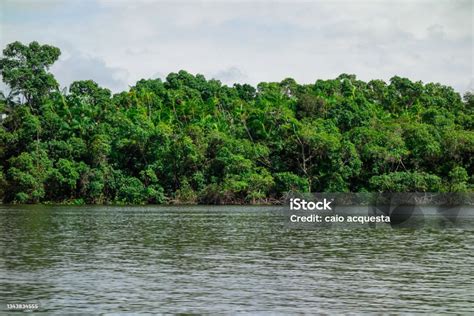 Vegetasi Pesisir Sungai Tropis Di Alam Brasil Ekosistem Mangrove Foto Stok - Unduh Gambar ...