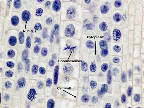 Experiment 1: Observation Of Mitosis In A Plant Ce... | Chegg.com