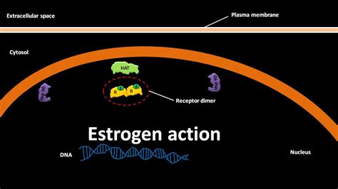 Estrogen action mechanism - YouTube