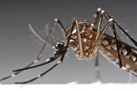 How to best behead a mosquito - Johns Hopkins Malone Center for Engineering in Healthcare