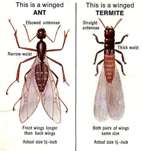 Marin Termite Control: DAMPWOOD TERMITES SWARMING