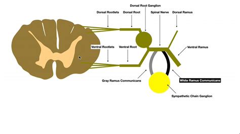 Sympathetic Structures (Gray and White Rami Communicantes) & Innervation to the Skin - YouTube