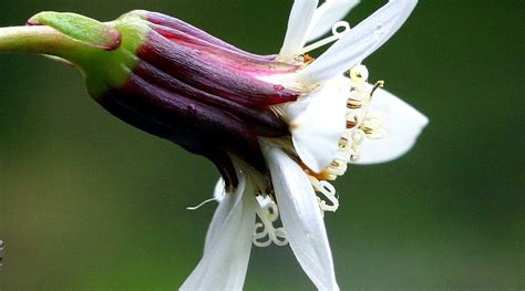 Botany word of the day : Involucre: One or more whorls of bracts surrounding flowers.