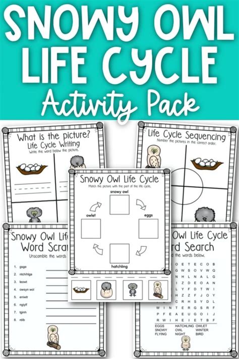 The Life Cycle of an Owl (Fun Learning Activities) - Organized Home School